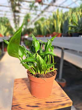 EPIPREMIUM SHANGRI LA P12