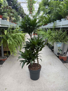 DRACENA COMPACTA P21