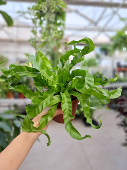 PAPROĆ ASPLENIUM HURRICANE P12