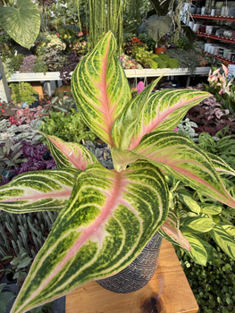 AGLAONEMA EYECATCHER P12