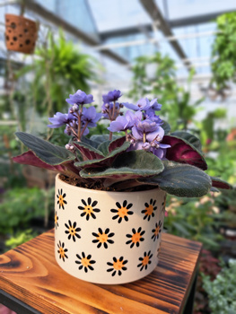 OSŁONKA STOKROTKA P13