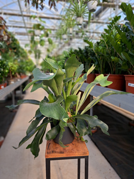 PAPROĆ ŁOSIE ROGI P17