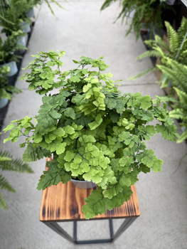 PAPROĆ ADIANTUM MONOCOLOR P13