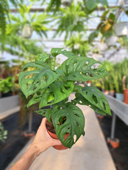 MONSTERA MONKEY MASK P12