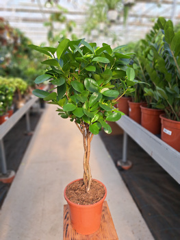FICUS MICROCORPA MOCLAME P17