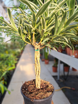 DRACENA  REFLEXA BRAIDED STEM P19
