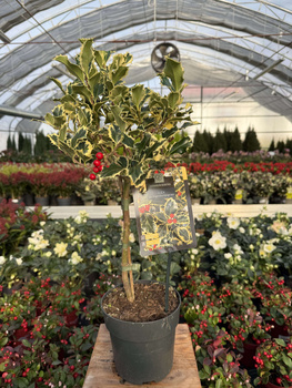 OSTROKRZEW KOLCZASTY ARGENTEA MARGINATA NA PNIU P15