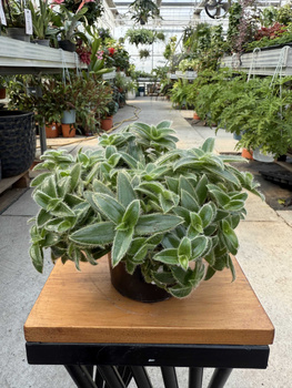 TRZYKROTKA SOMALIJSKA P9