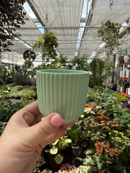 OSŁONKA RYFLOWANA MINI MIĘTA P6