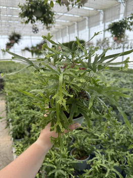 PAPROĆ PTERIS ROWERI P13