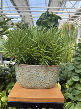 OSŁONKA RYNNA KROPKA ZIELONA 20X11 