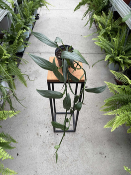 EPIPREMNUM AMPLISSIUM SILVER P12