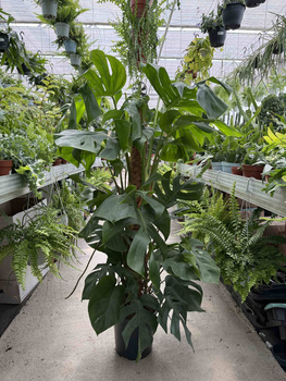 MONSTERA DELICIOSA NA PALU P24