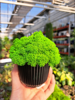 KOMPOZYCJA Z CHROBOTKA CZARNA MINI