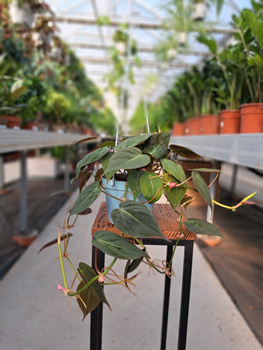 PHILODENDRON SCANDENS MICANS DŁUGI ZWIS P13