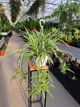 ZIELISTEK  ZIELONY PASEK W ŚRODKU P20