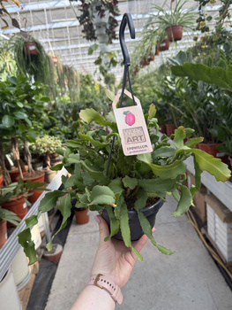 EPIPHYLLUM GUATEMALENSE MONSTROSE P14