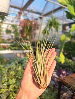 TILLANDSIA JUNCEA 101597
