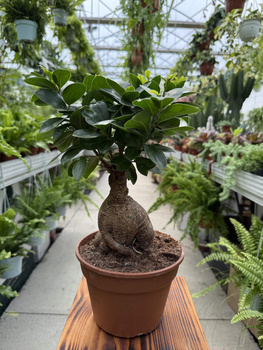 FICUS GINSENG P17