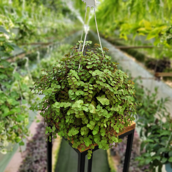 TRZYKROTKA CALLISIO P16