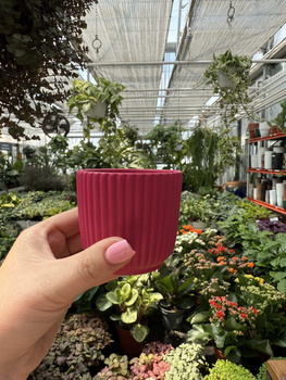 OSŁONKA RYFLOWANA MINI CIEMNY RÓŻ P6