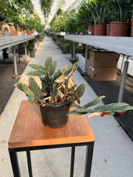 PELLIONIA PULCHRA P10