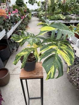 EPIPREMNUM PINATUM CINTHO GOLDFINGER P17