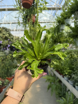 PAPROĆ ASPLENIUM LESLIE P9