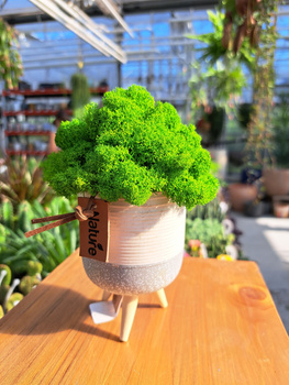 KOMPOZYCJA Z CHROBOTKA NÓŻKI 