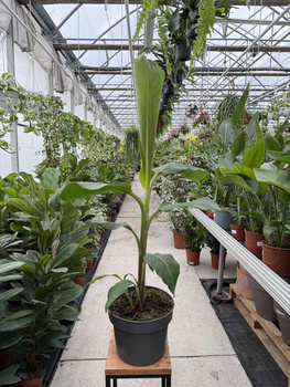 BANANOWIEC BASJOO P23