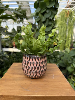 OSŁONKA BOHEME RÓŻ P6