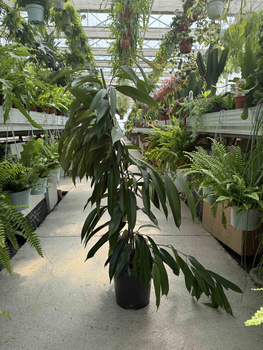 FICUS BINNENDIJKII AMSTEL KING P21