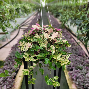 TRZYKROTKA TRICOLOR P16