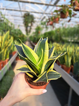 SANSEVIERIA BLACK STAR P9