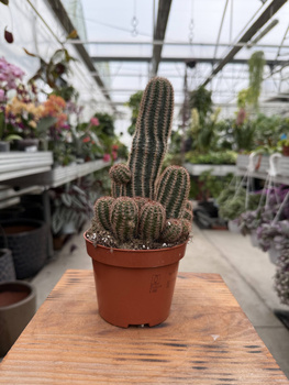 CACTUS CHAMAELOBIVIA P10