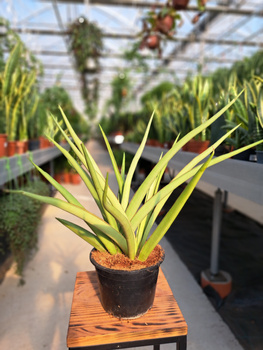 SANSEVIERIA CYLINDRICA SYRENI P15