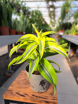 DRACENA LEMON SURPRISE P12
