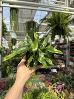 PAPROĆ MICROSORUM DIVERSIFOLIUM P10