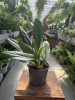 PHILODENDRON COBRA P13
