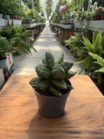 SANSEVIERIA PYRAMID CROWN P6