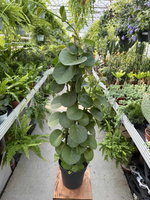 CISSUS ROTUNDIFOLIA P17