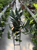 PHILODENDRON COBRA P19