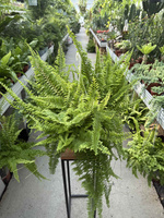 PAPROĆ DUŻA CORDITAS P20