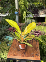 PHILODENDRON GOLDEN CROCODILE P6