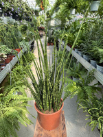 SANSEVIERIA FERNWOOD MIKADO P19