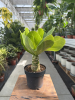BRIGHAMIA INSIGNIS HAWAIIAN PALM P12