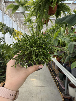 RHIPSALIS CASSUTHA P9