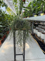 RHIPSALIS FLOCCOSA P17