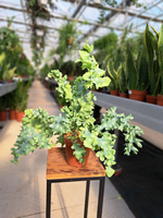 PAPROĆ PHLEBODIUM DAVANA P12