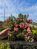 GOLTERIA CHILIJSKA - RÓŻOWA